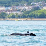 Dolphins-in-Goodwick