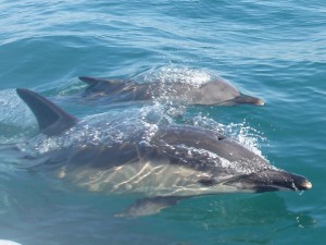 dolphin-and-calf
